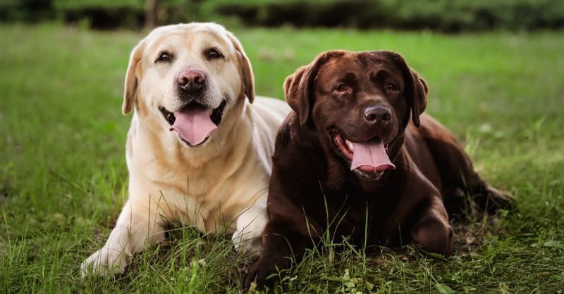 Labrador Retriever