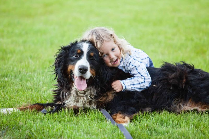Bernese Mountain Dog