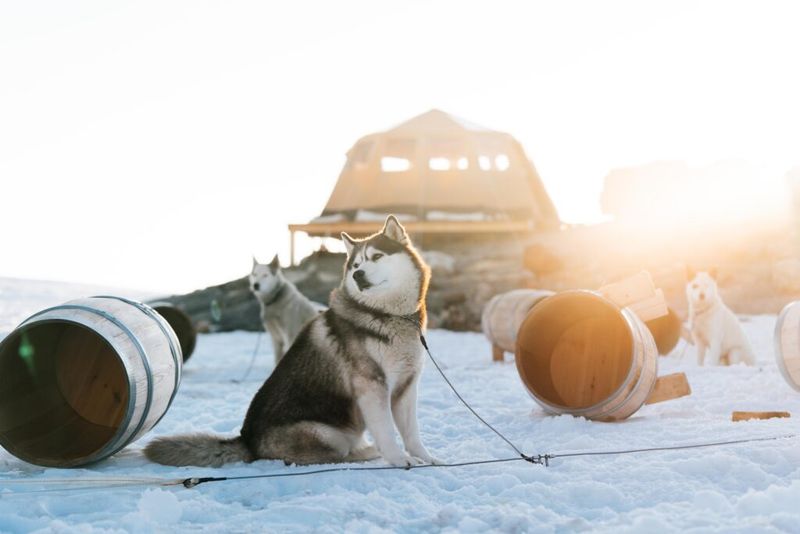 Siberian Husky
