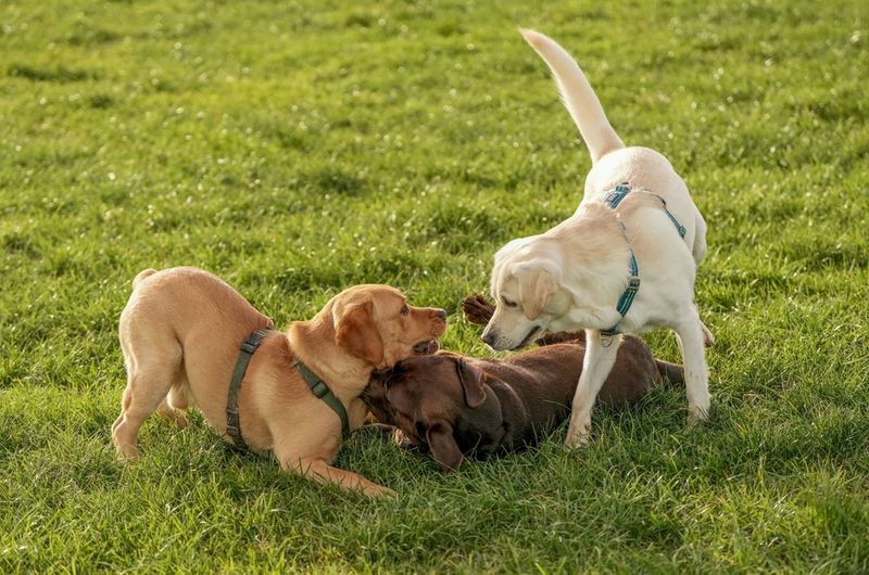 Labrador Retriever