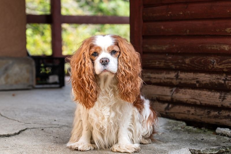 Cavalier King Charles Spaniel: Royal Lap Warmers