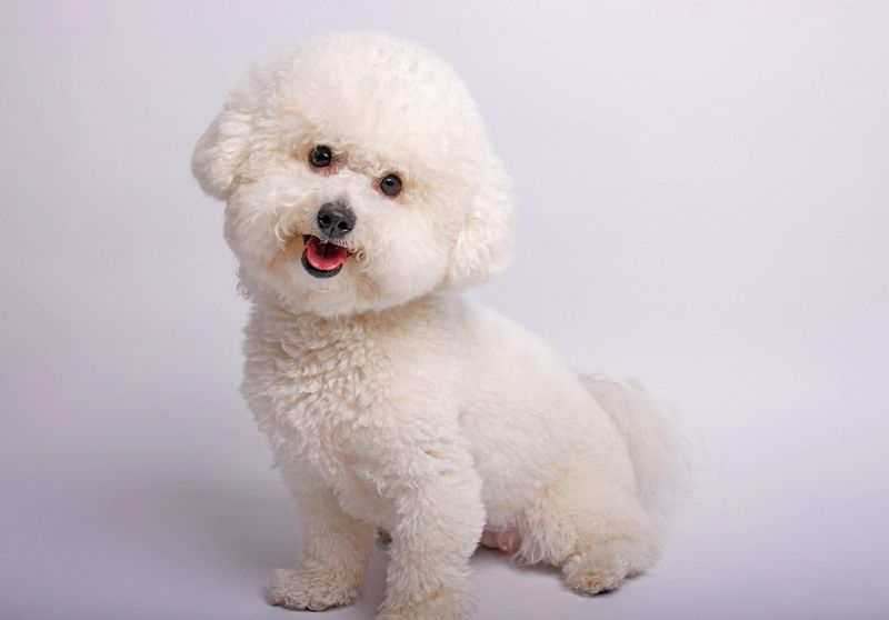Bichon Frise: The Cotton Ball Companion