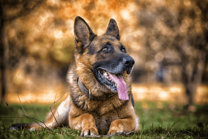 German Shepherd