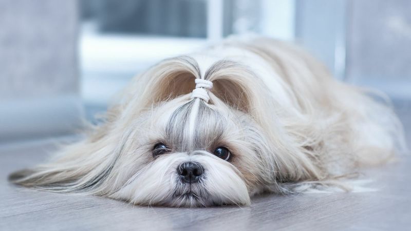 Shih Tzu's Timeless Royal Charm