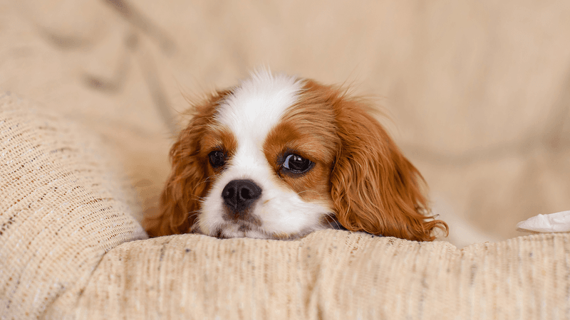 Cavalier King Charles Spaniels: Adaptable Lap Dogs