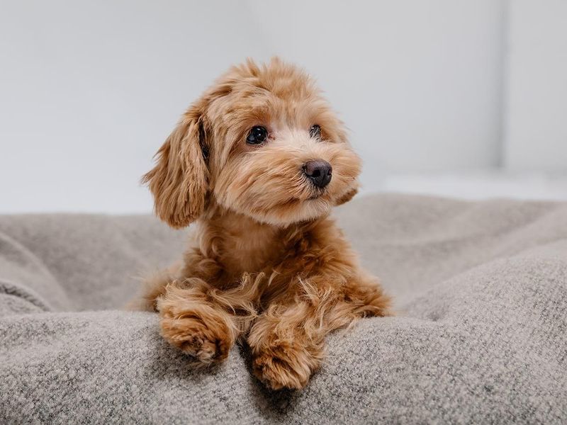 Poodle Mixes: Adaptable Socializers