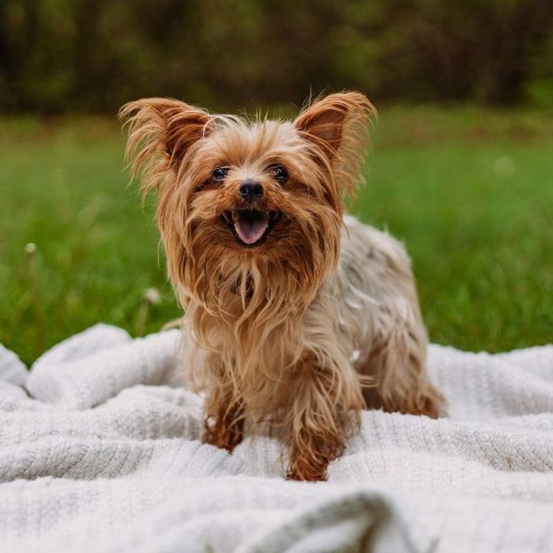 Yorkies: Tiny Dogs With Huge Adoption Appeal