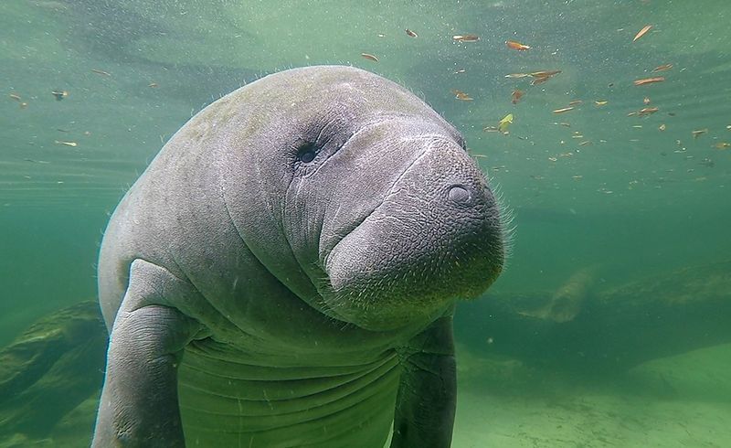 Manatees: Gentle Giants Of Florida Waters