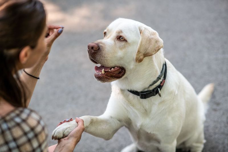 Labrador Retrievers: Masters Of Mood-Lifting
