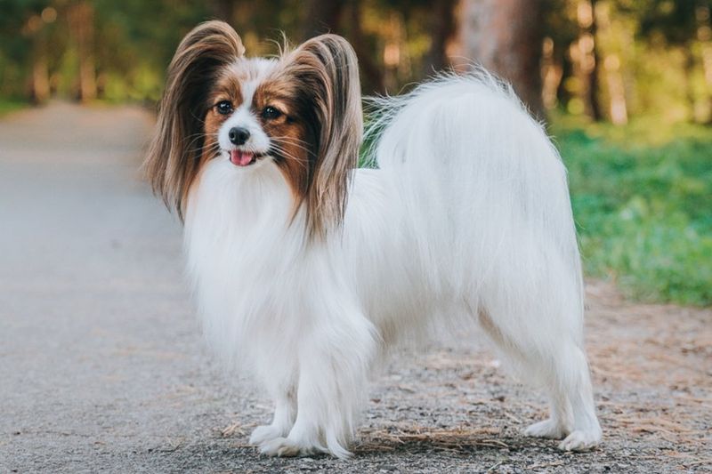 Papillons: The Butterfly-Eared Attenders