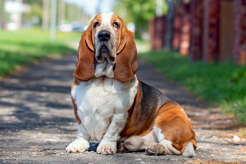 Basset Hounds: Laid-Back Loafers
