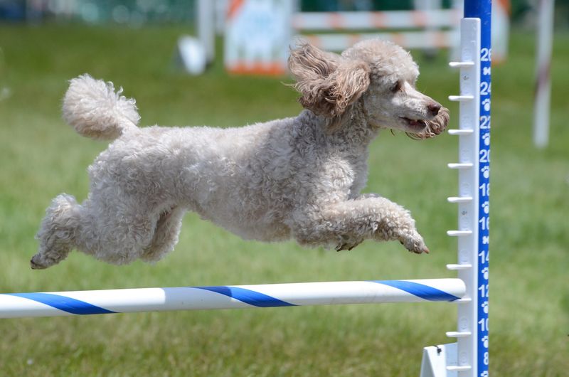 Poodles: The Brilliant Performers