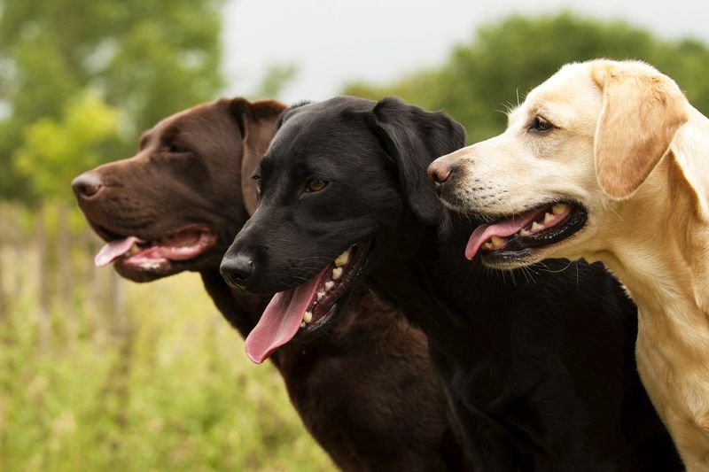 Labrador Retrievers: Heart Of Gold, Eyes Only For You