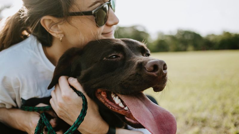 Labrador Retrievers