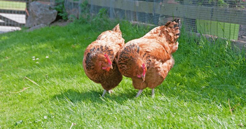 Buff Sussex: The Chatty Companion