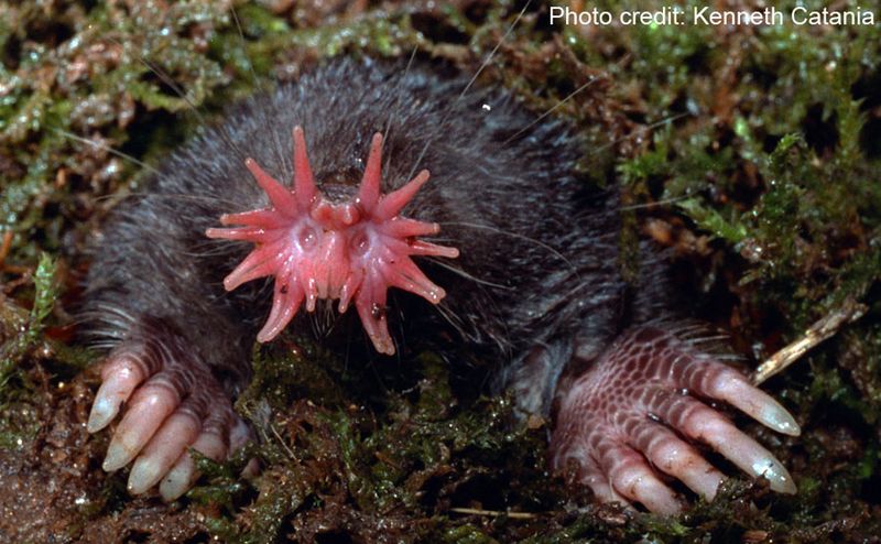 Star-Nosed Mole (United States)