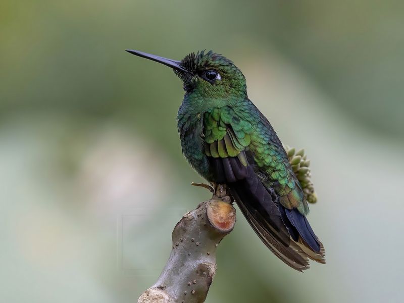 Green-Crowned Brilliant