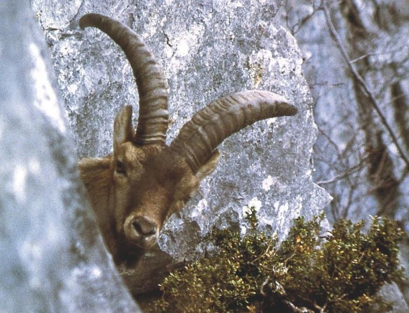 Pyrenean Ibex