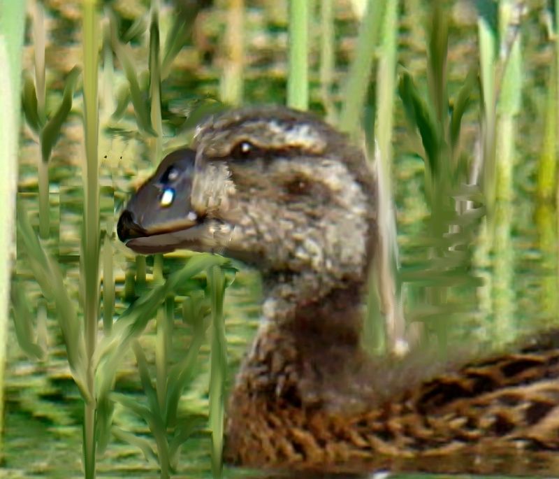 Moa-Nalo: Hawaii's Forgotten Giant Ducks