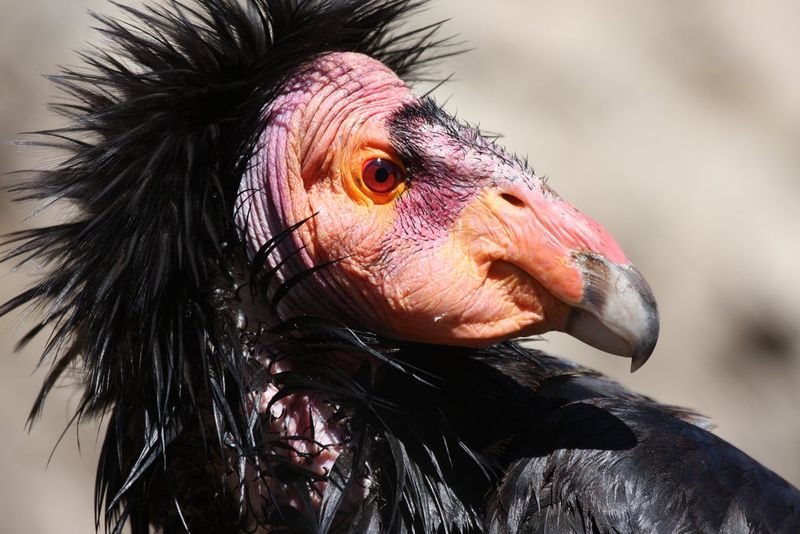 California Condor: Back From The Brink