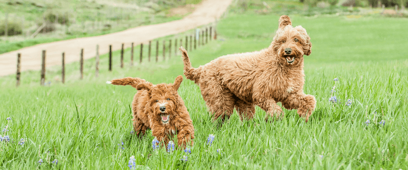 Labradoodle: The Versatile Companion