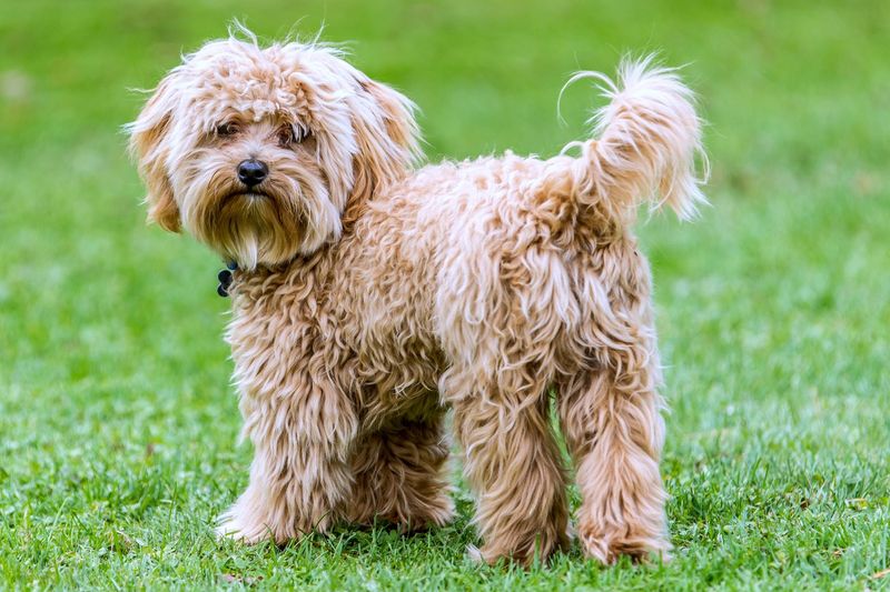 Cavapoo: Lap Dog Extraordinaire