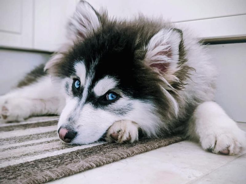 Pomsky