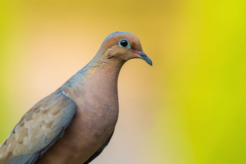 Mourning Dove