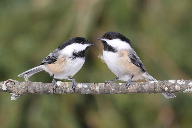 Chickadee's Friendly Charm