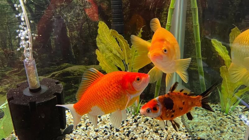 Goldfish