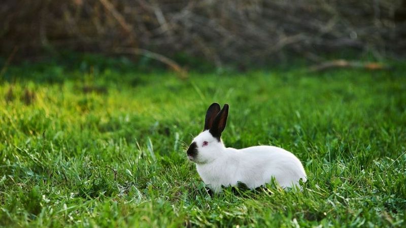 Domesticated Rabbits Abandoned Outdoors