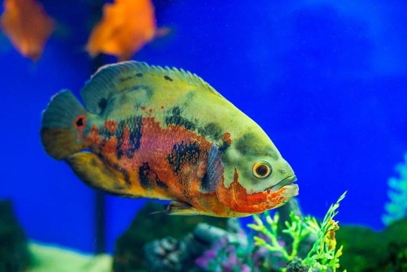 Oscar Fish: The Aquatic Centenarians