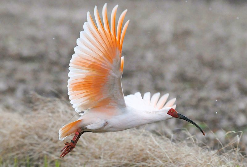 Japanese Crested Ibis – The Sacred Comeback Kid