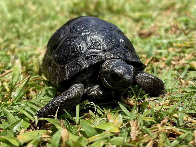 The Baby Tortoise Hatched Earlier This Year