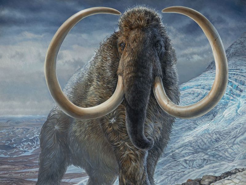 Mammuthus – The Woolly Icons Of The Ice Age