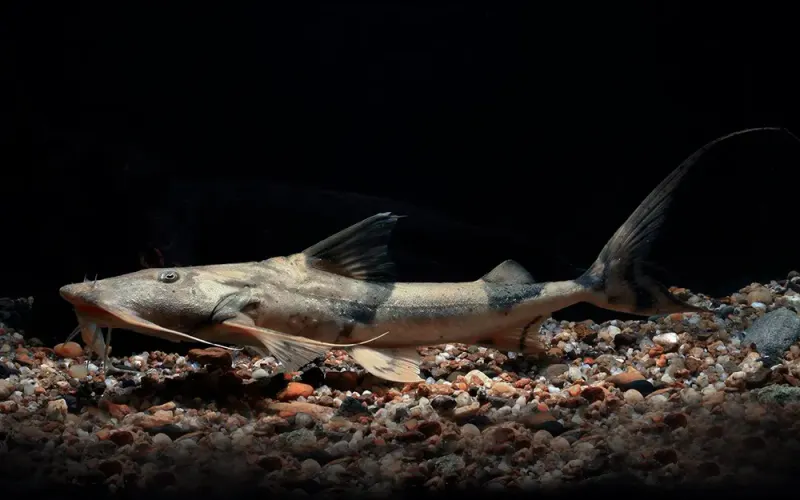 Goonch Catfish