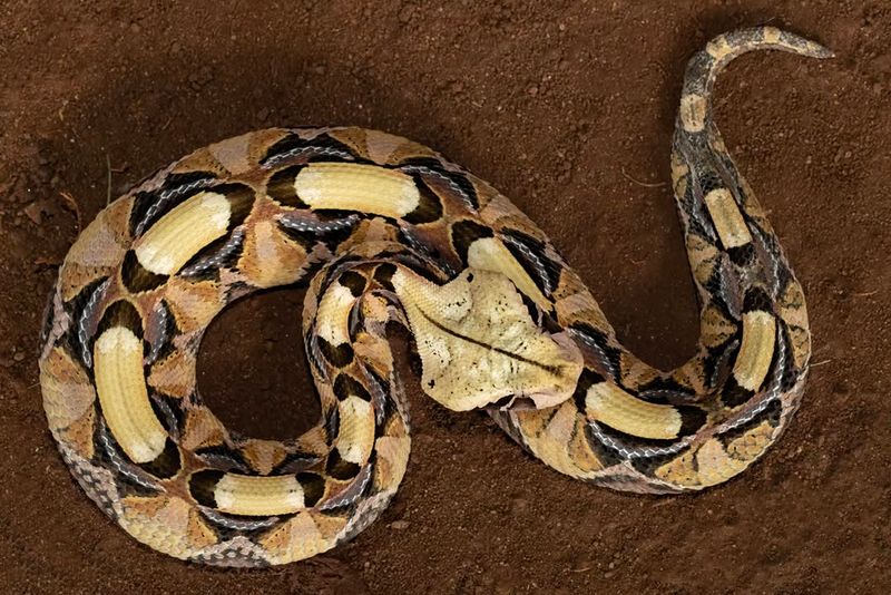 Gaboon Viper's Explosive Warning