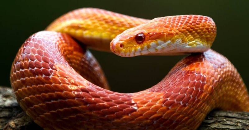 Corn Snake