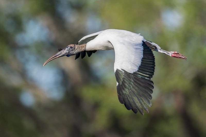 Wood Stork