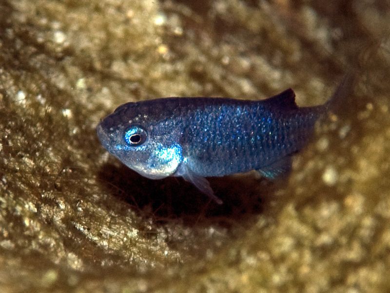 Devils Hole Pupfish