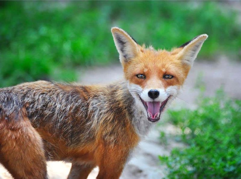Foxes Laugh Like Humans