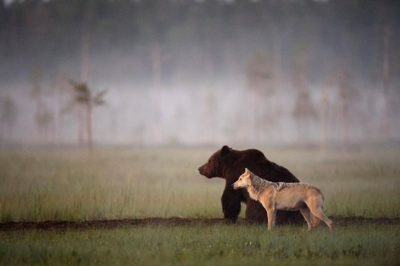 Wolves Raising Bear Cubs