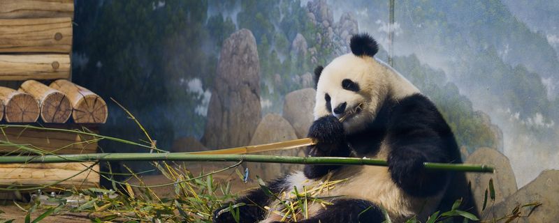 Pandas: The Rental Royalty