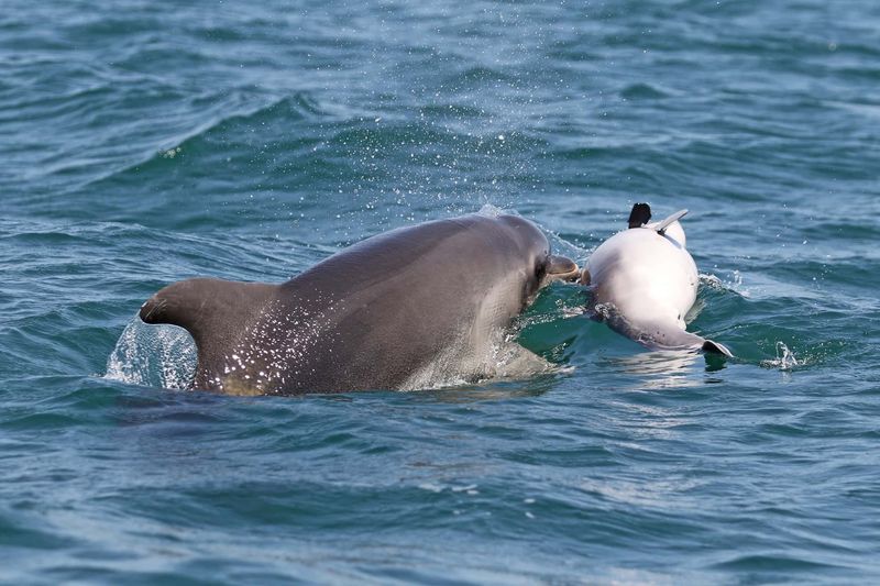 Dolphins Push Dead Calves To The Surface
