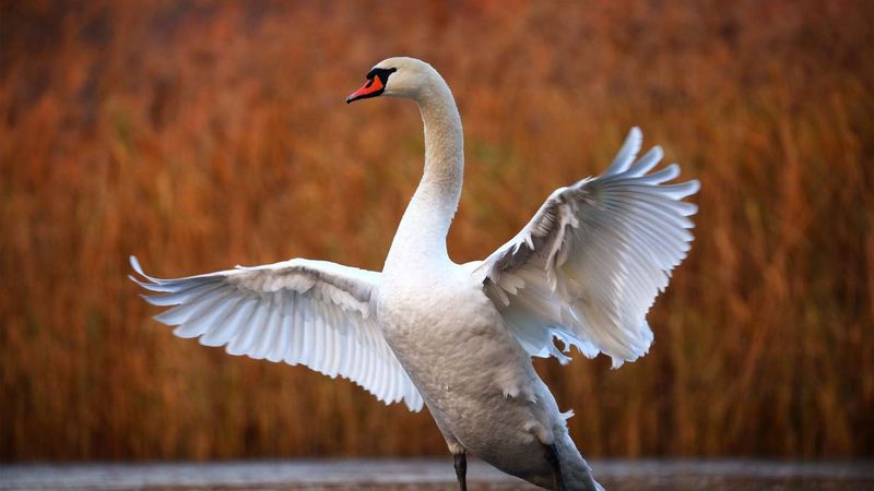 Swans