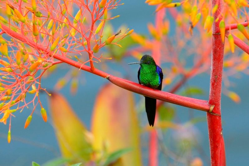 Brazil Plans To Restore The Amazon With Profitable Reforestation