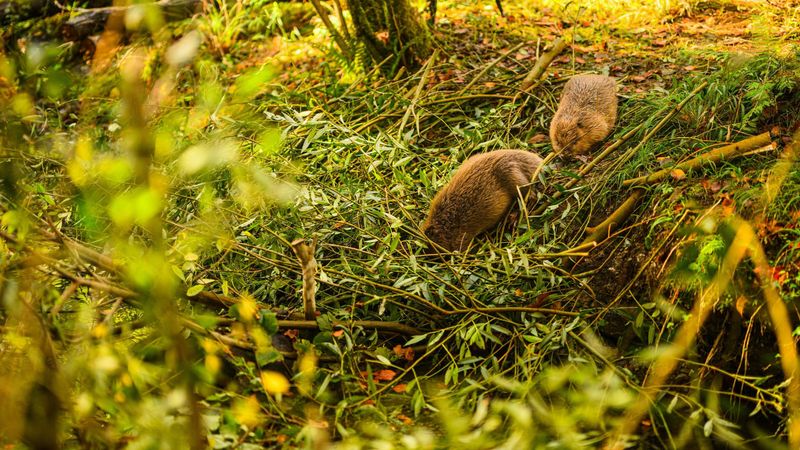 The Future Of Rewilding Beavers As A Flood Mitigation Strategy