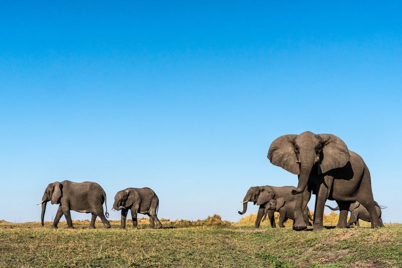 African Elephants