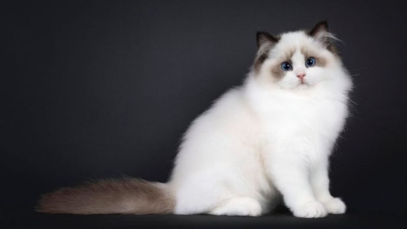 Fluffy Ragdoll Bi-Color