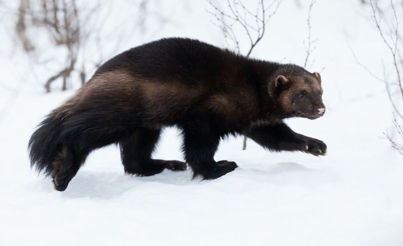 Rare Wolverines